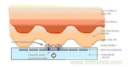 黑客竟能從手指照片複製指紋，指紋識別還安全嗎？