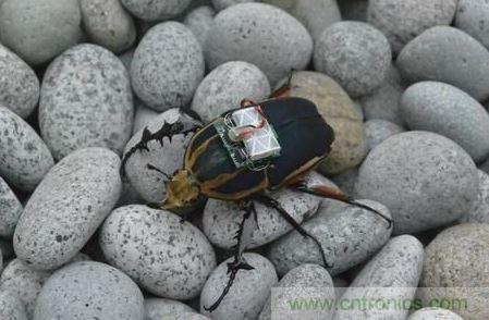 甲蟲在幹涸的河床之間覓食