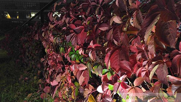 業界良心 LG V10 評測:剛毅、冷峻，不失人性化