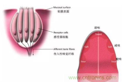 仿生傳感器的定義、原理、分類及應用